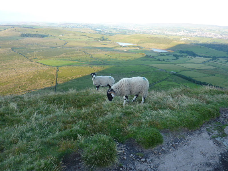 Sheep on Pendle